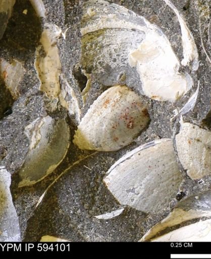 Limopsis? striatopunctatus