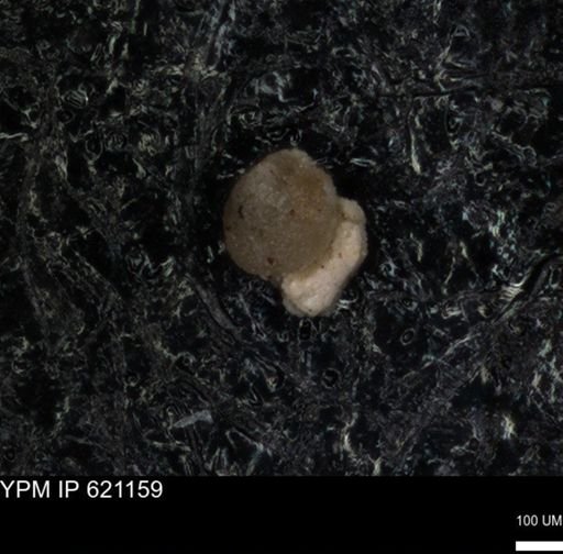 undet. Foraminiferida