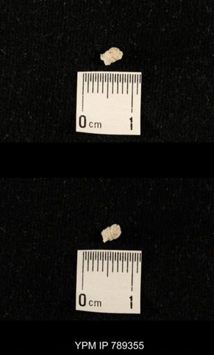 undet. Bryozoa
