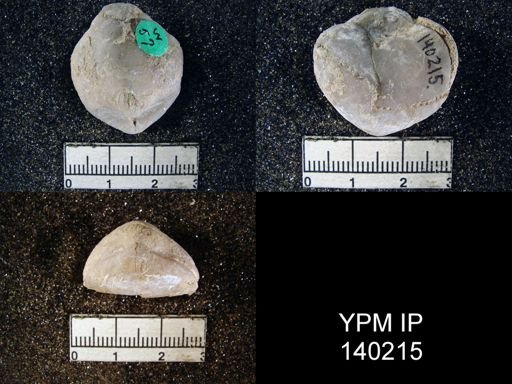 Spirigerella derbyi