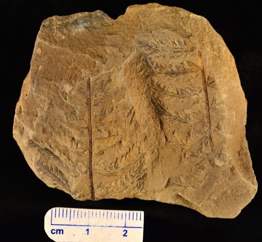 Pecopteris microdonta