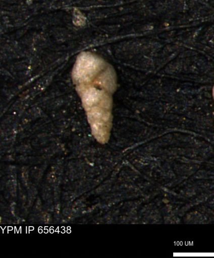 Verneuilinoides kansasensis