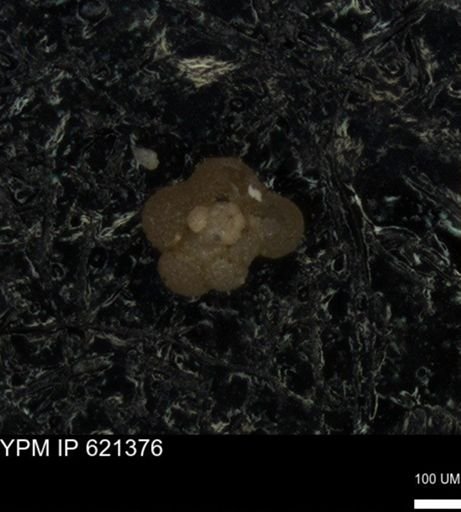 undet. Rugoglobigerinidae