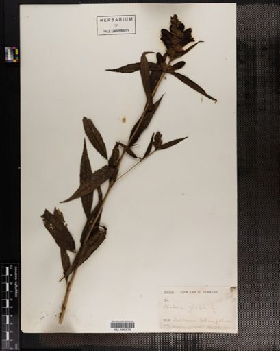 Plantae