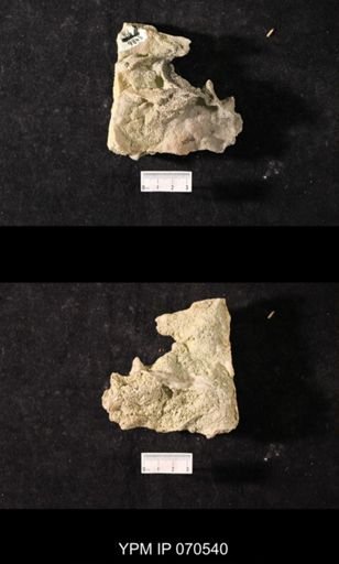 Favosites louisvillensis