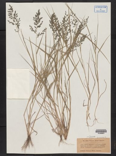 Eragrostis cilianensis