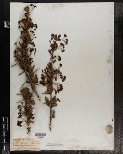 Celastrus pyracanthus