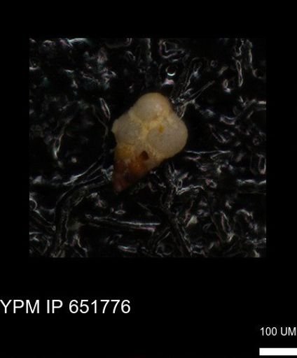 undet. Heterohelicidae
