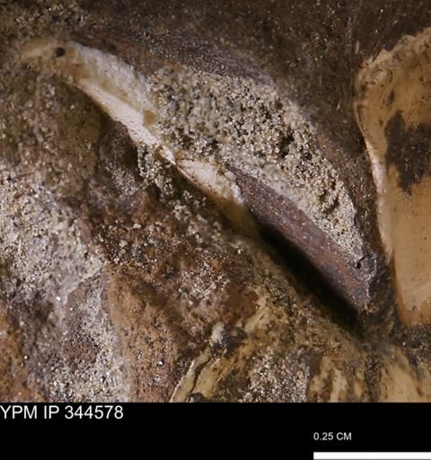 undet. Mollusca