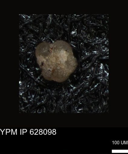 undet. Foraminiferida