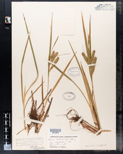 Carex schweinitzii