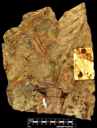 Colpodexylon deatsii