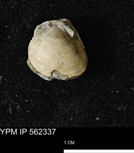 Limopsis striatopunctatus