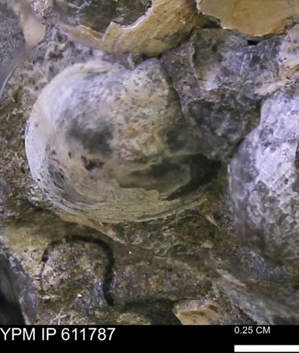 Protocardia sp.