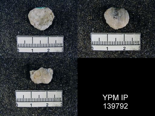 Marginifera typica