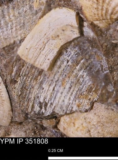 Limopsis striatopunctatus