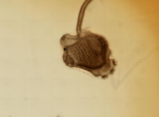 Ecteinascidia turbinata