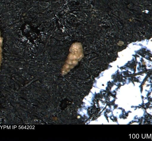 Verneuilina canadensis