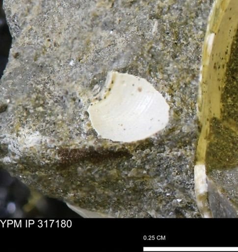 undet. Gastropoda