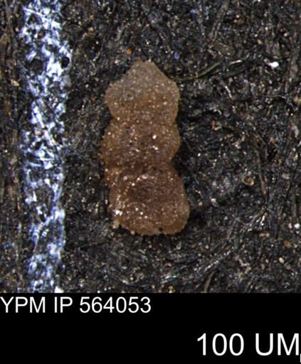 Ammobaculites euides