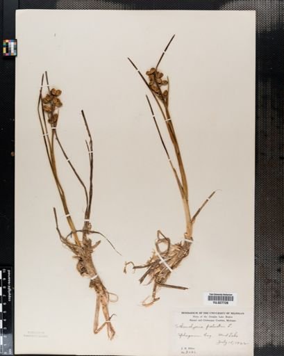 Scheuchzeria palustris