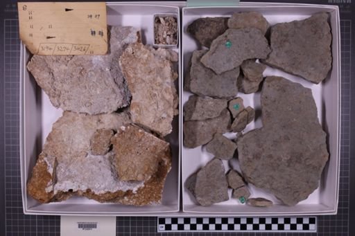 mixed taxa, stratigraphic collection