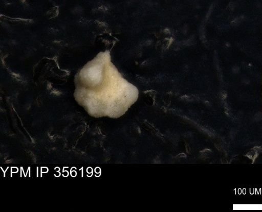 undet. Foraminiferida