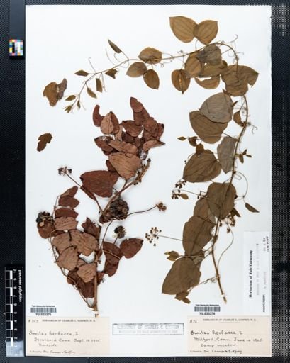 Smilax herbacea