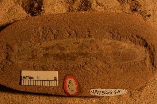 Andromeda sp.