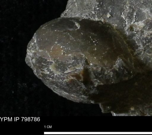 undet. Bivalvia
