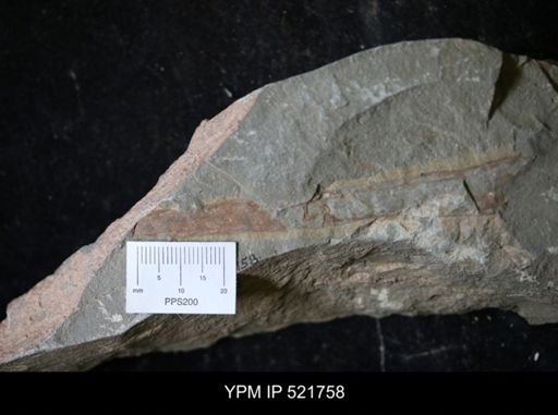 undet. Arthropoda