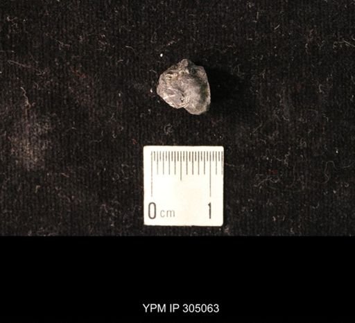 Pharkidonotus sp.