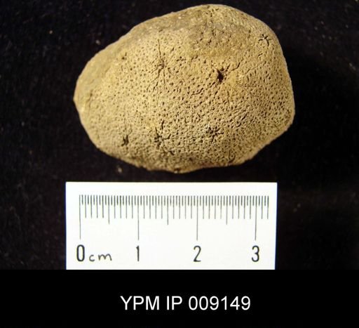 Stellispongia variabilis