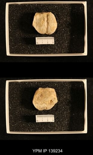 Dictyoclostus indicus