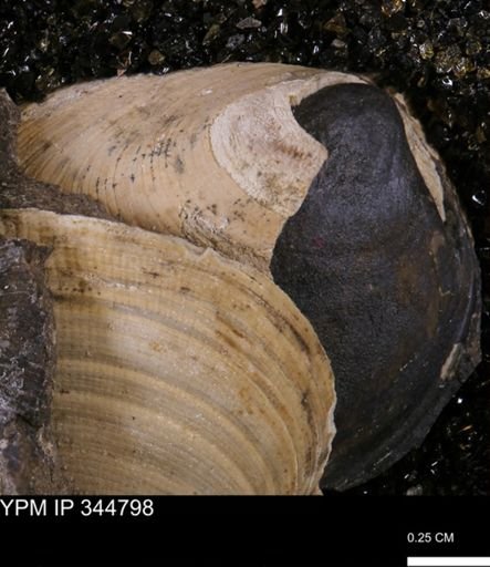 Limopsis striatopunctatus