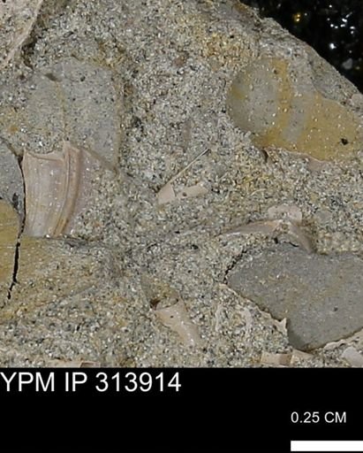 undet. Scaphopoda