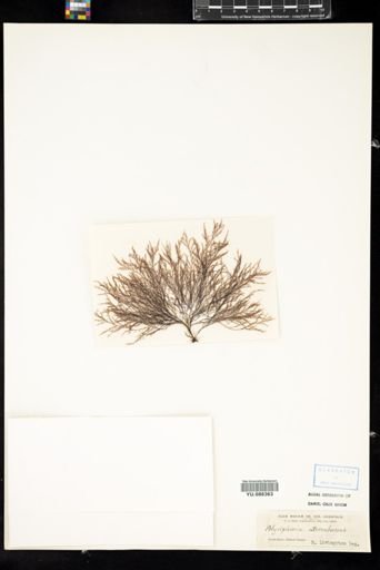 Polysiphonia atrorubescens