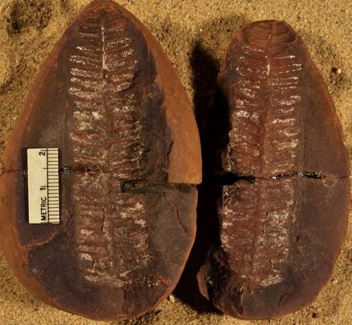 Pecopteris