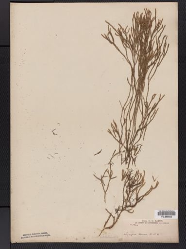 Lycopodium
