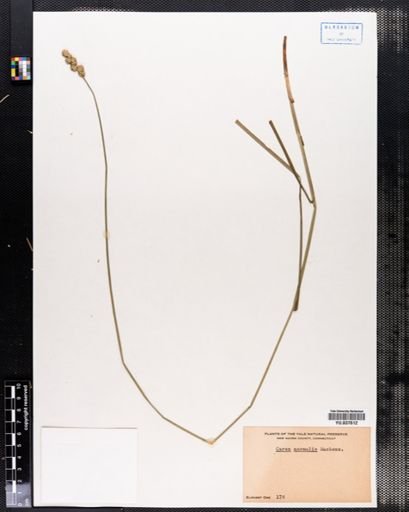 Carex normalis