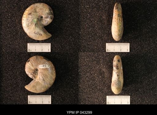 Hoploscaphites nicolletii