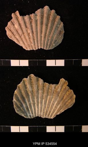 Chesapecten nefrens