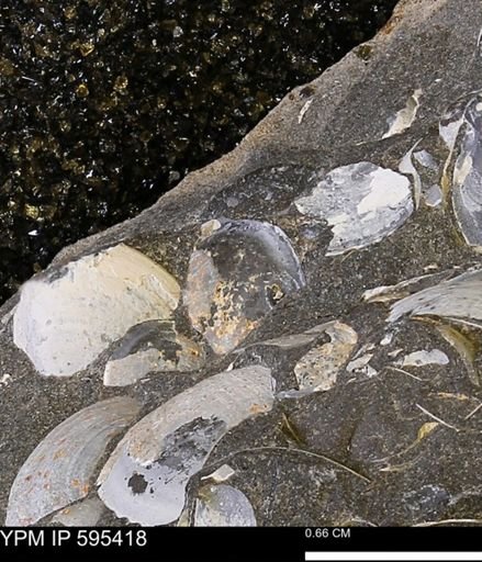 Protocardia sp.