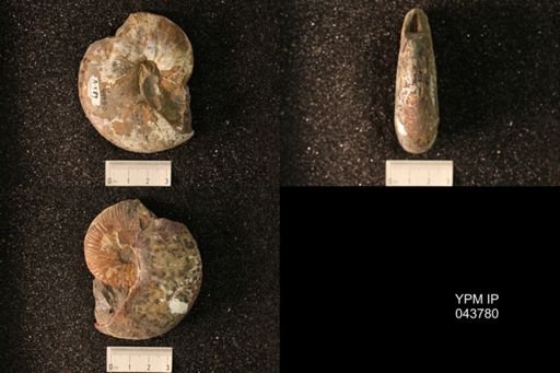 Hoploscaphites nicolletii