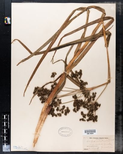 Scirpus rubrotinctus