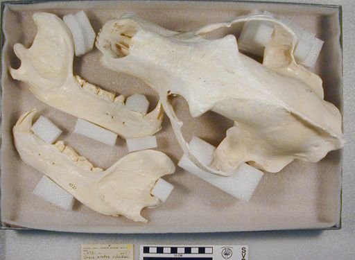 Ursus arctos richardsoni