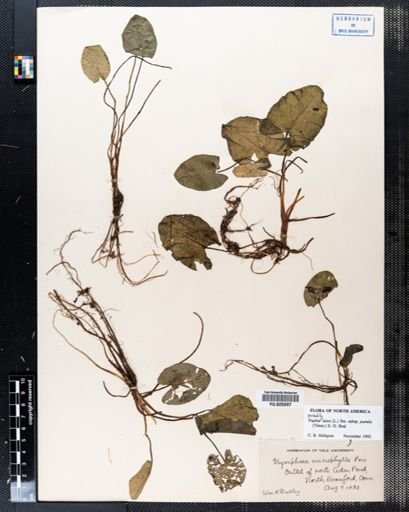Nuphar pumila