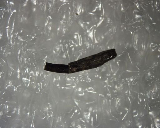 Protictis laytoni