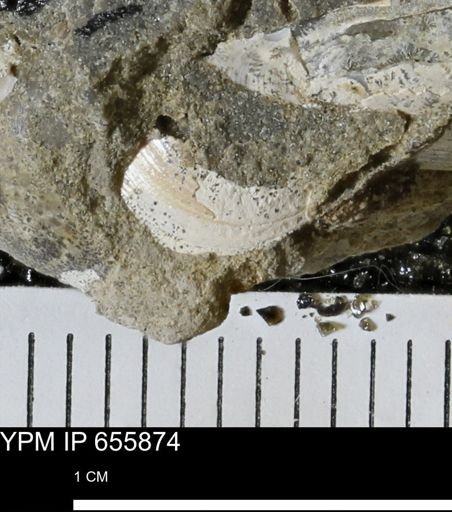 undet. Bivalvia