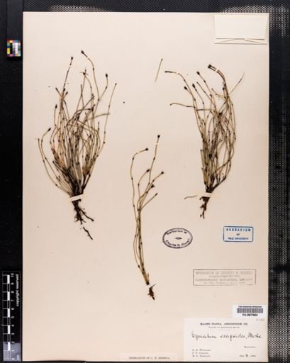 Equisetum scirpoides